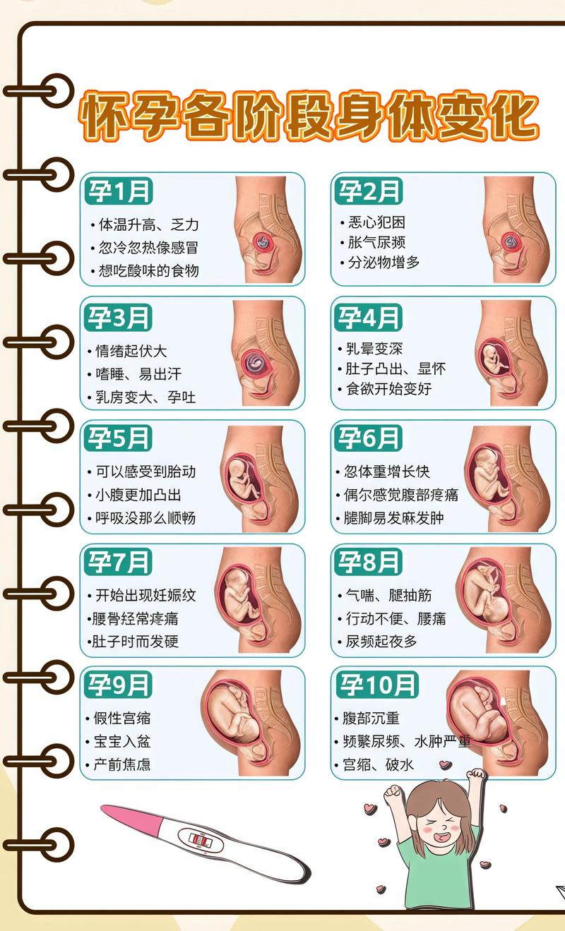 揭秘供卵代孕妈妈怀孕小腹分两节，孕期变化的奥秘玉树代生机构: